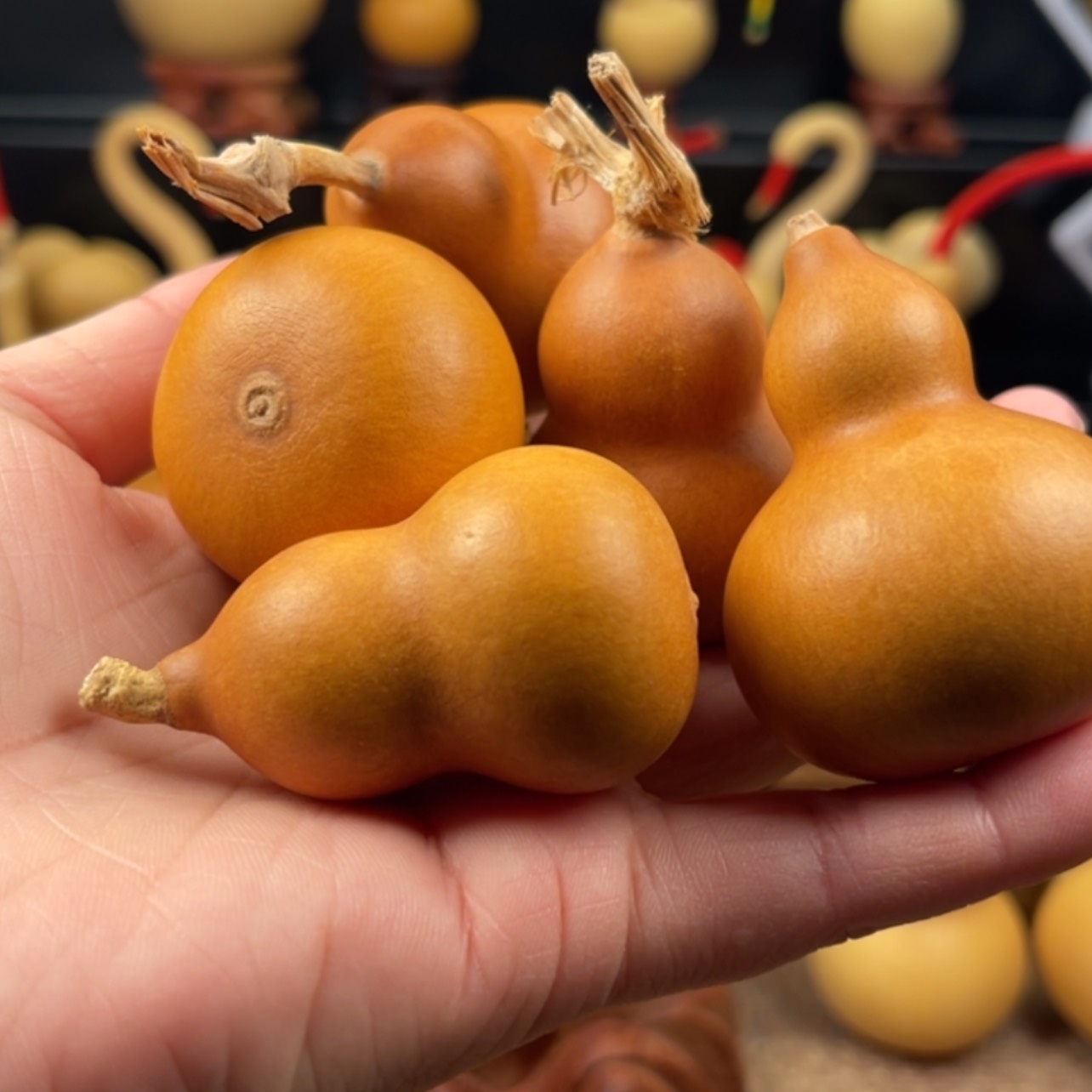 【闪购商品】天然葫芦洛*