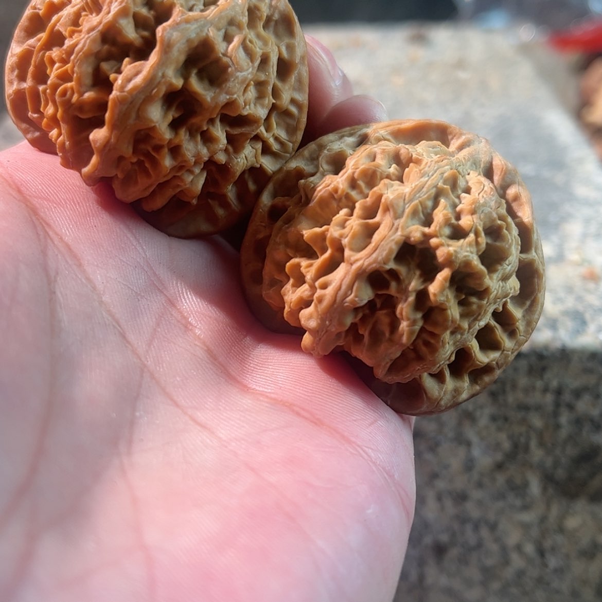 【闪购商品】文玩核桃把件快***?