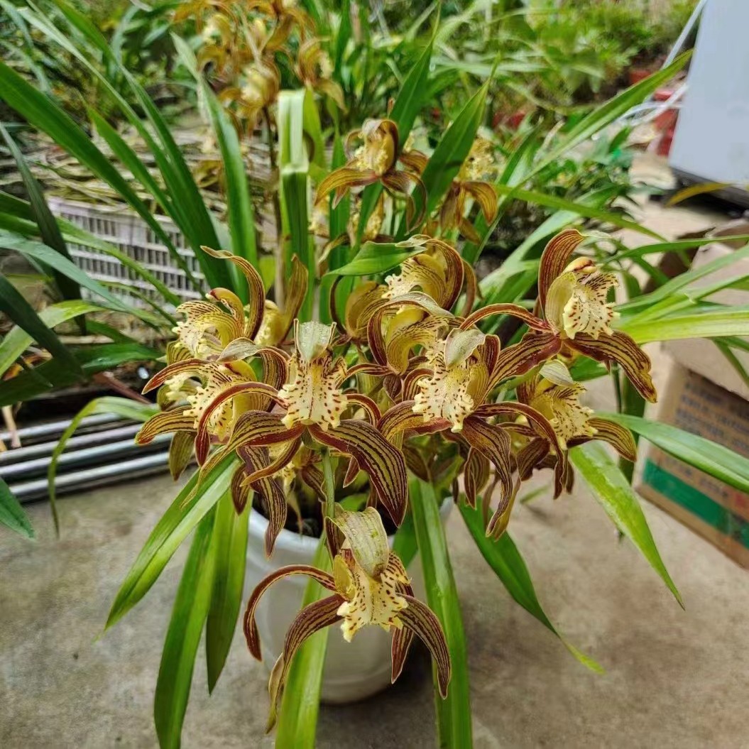 香花虎头兰，花浓香，一丛4到5苗，不带盆，花期长白玉兰