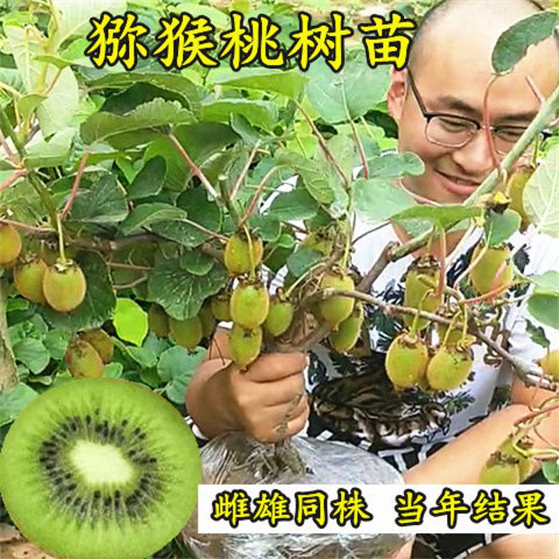 猕猴桃苗正宗红心猕猴桃当年结果带土包活盆栽地栽耐寒果树苗大全