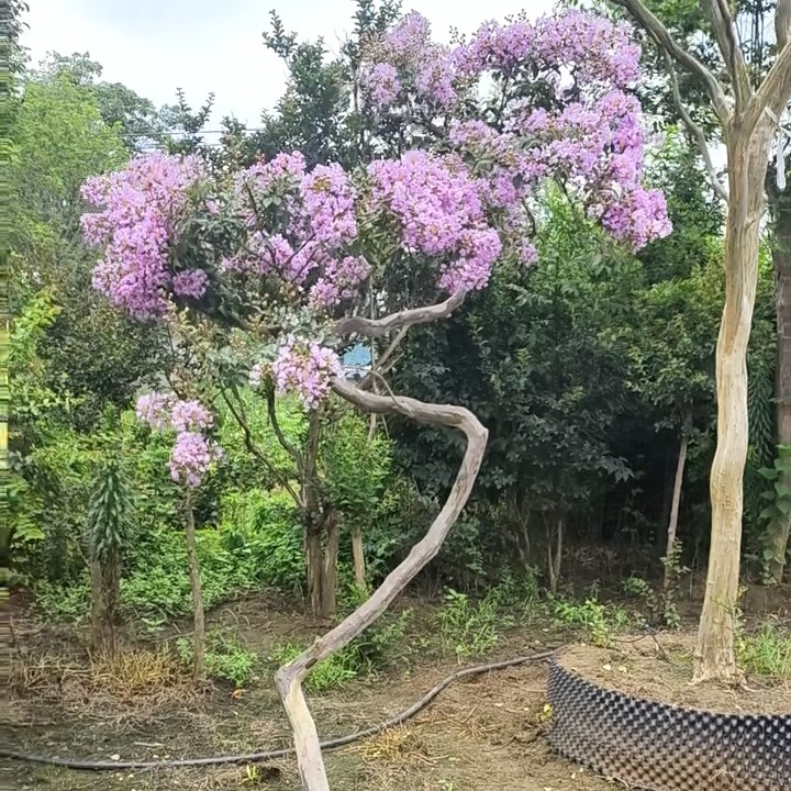 造型精品紫薇花盆栽地栽