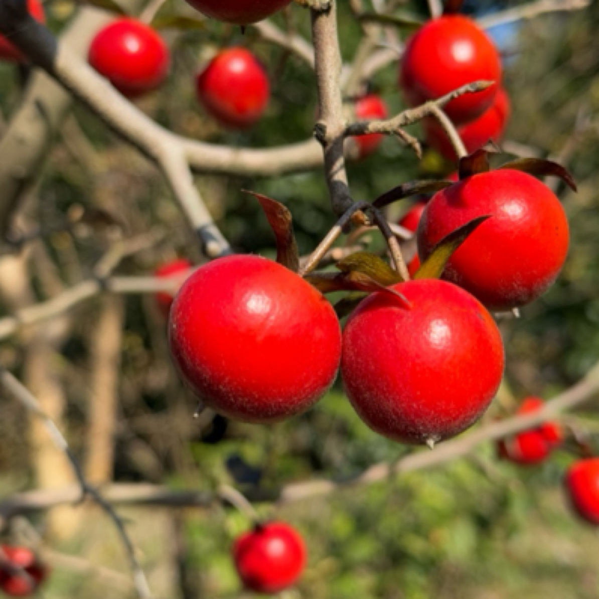 ［10-100直播间卖货专用 非直播期间单拍无效！！！］老鸦柿盆景素材