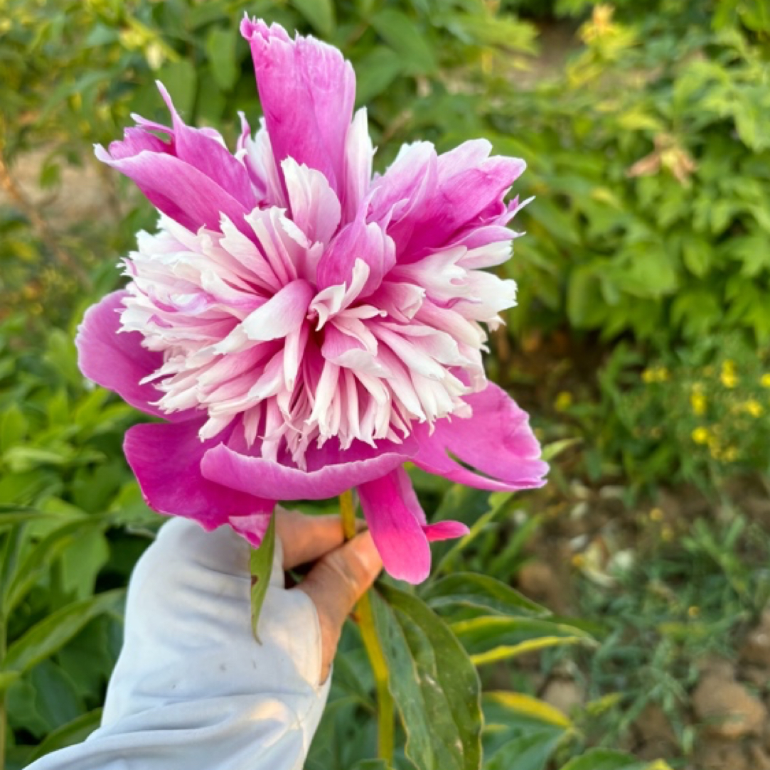 精品观赏芍药奇花露爽