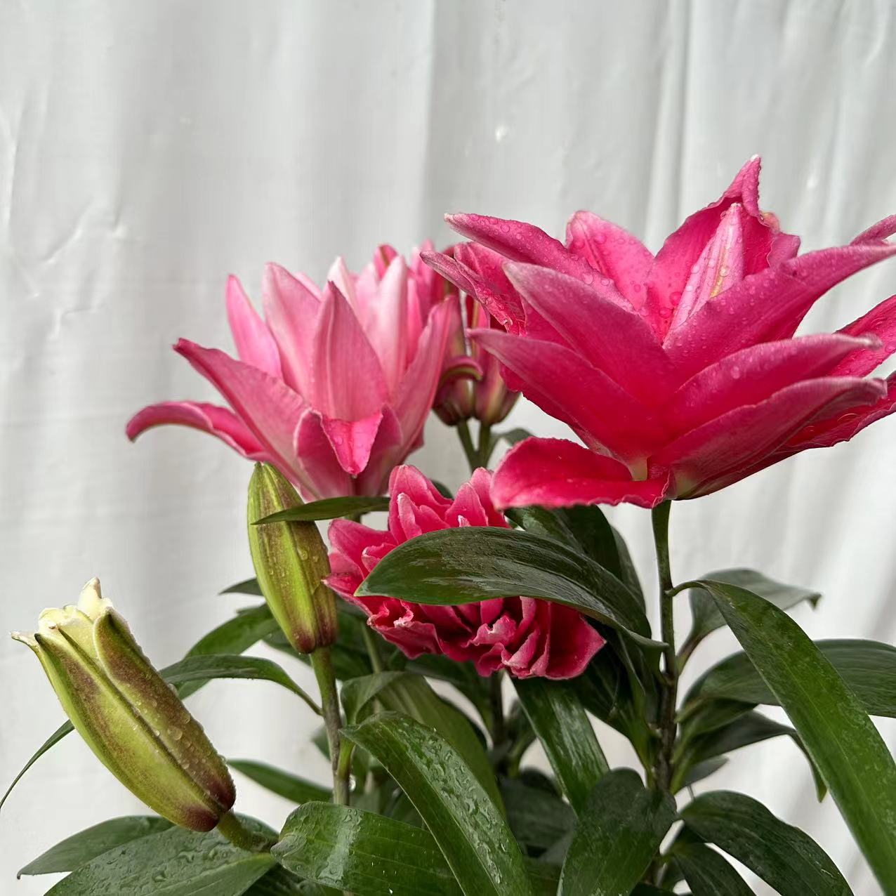 粉钻香养护水百合盆栽带花苞发货室内室外观花植物四季开花好养