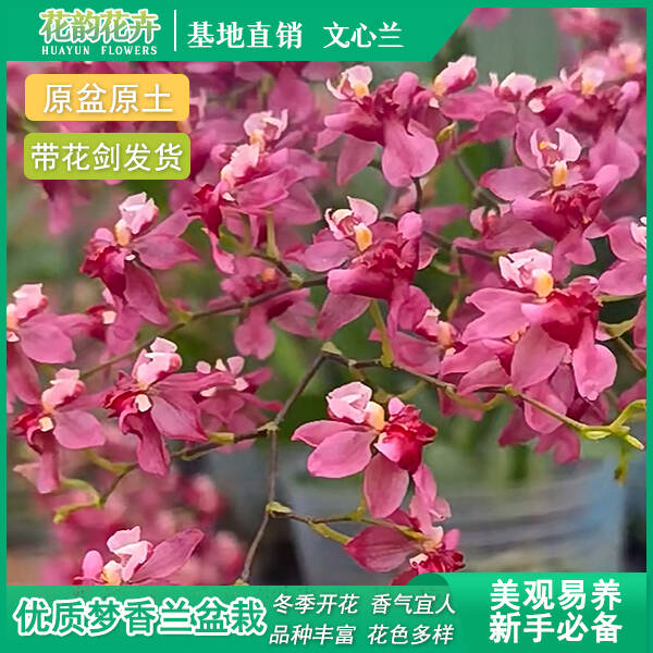 满堂红香兰花剑花期盆栽室内绿植花卉带花文心兰