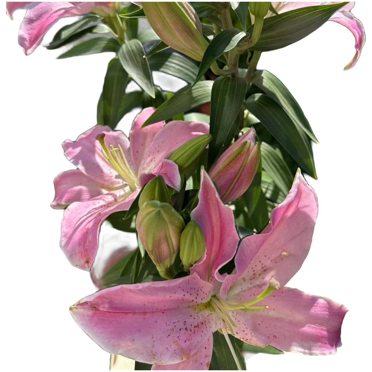 小粉仙  香水百合盆栽带花苞发货室内室外观花植物飘香原盆好养