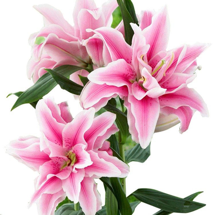 娜塔莉亚 香水百合盆栽带花苞发货室内室外观花植物养护开养美观