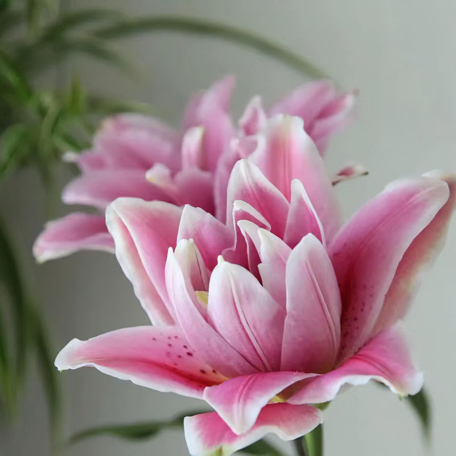 露西娅 香水百合盆栽带花苞发货室内室外观花植物好养飘香原盆