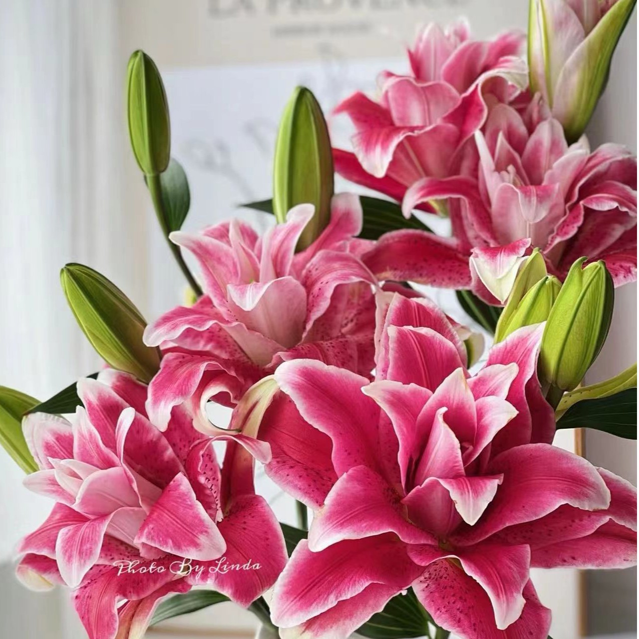 娜塔莎 香水百合盆栽带花苞发货室内室外观花植物好养飘香原盆