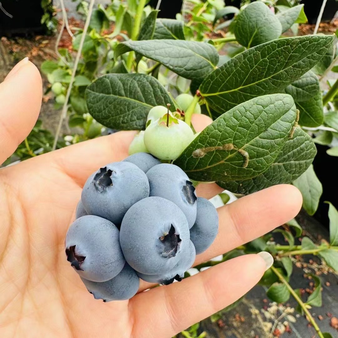 L25蓝莓净重450克