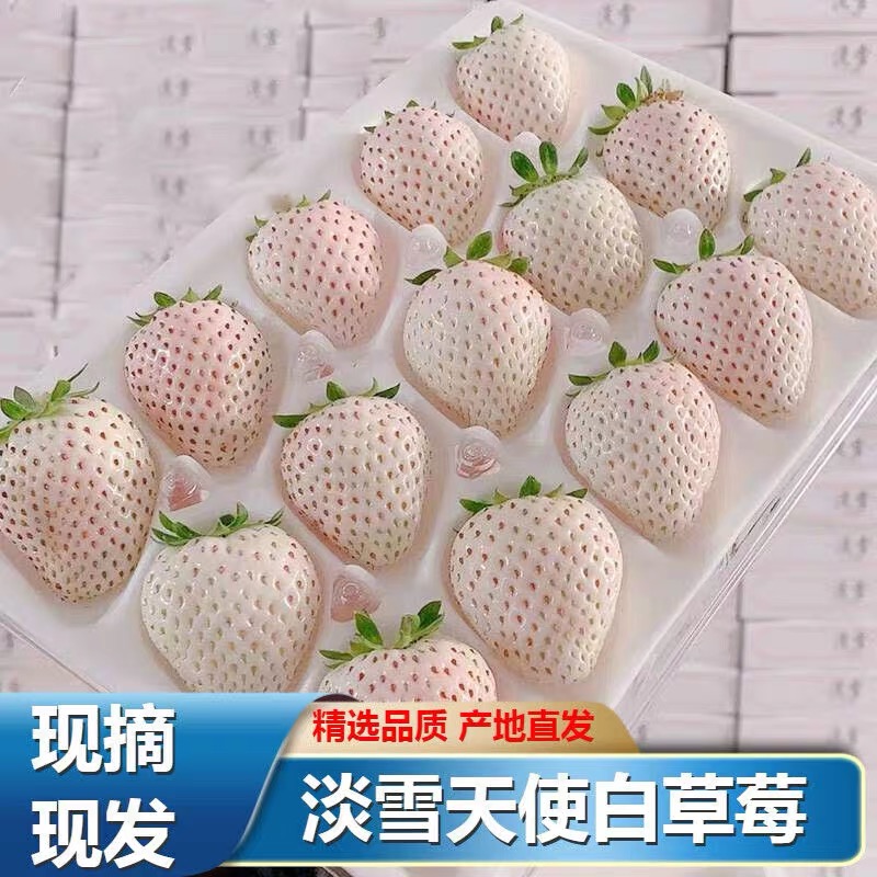 【顺丰包邮】淡雪天使白草莓新鲜现摘草莓白雪公主草莓香甜草莓1斤