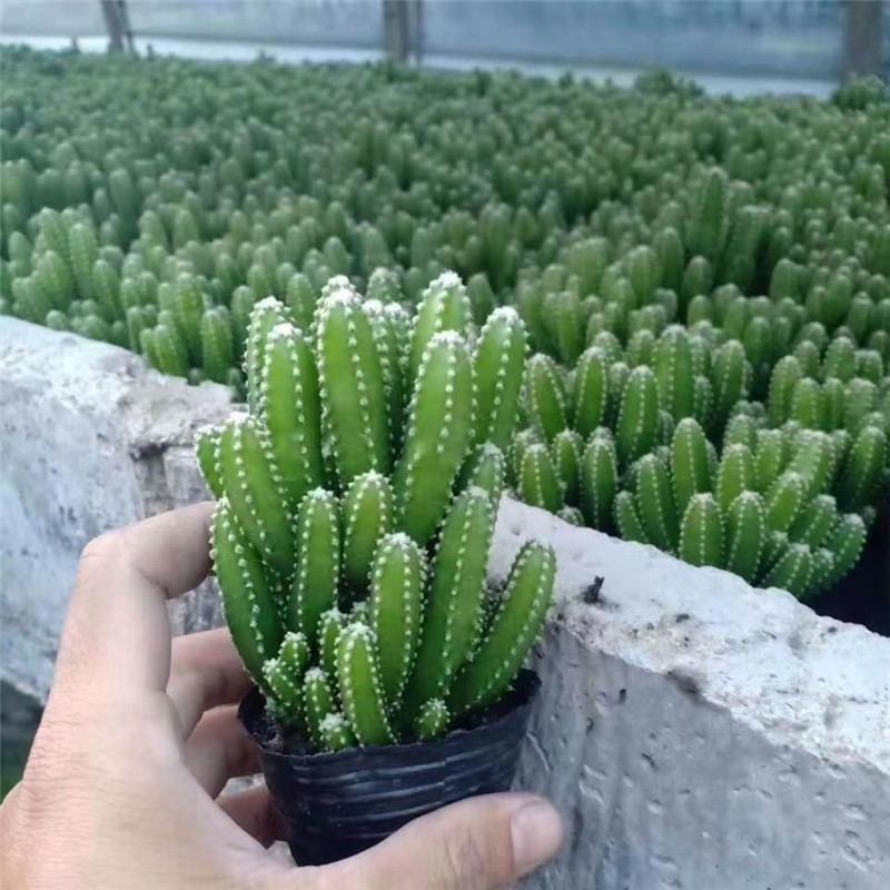 万重山聚财山绿植花卉电脑植物防辐射桌面多肉仙人球盆栽掌阳台
