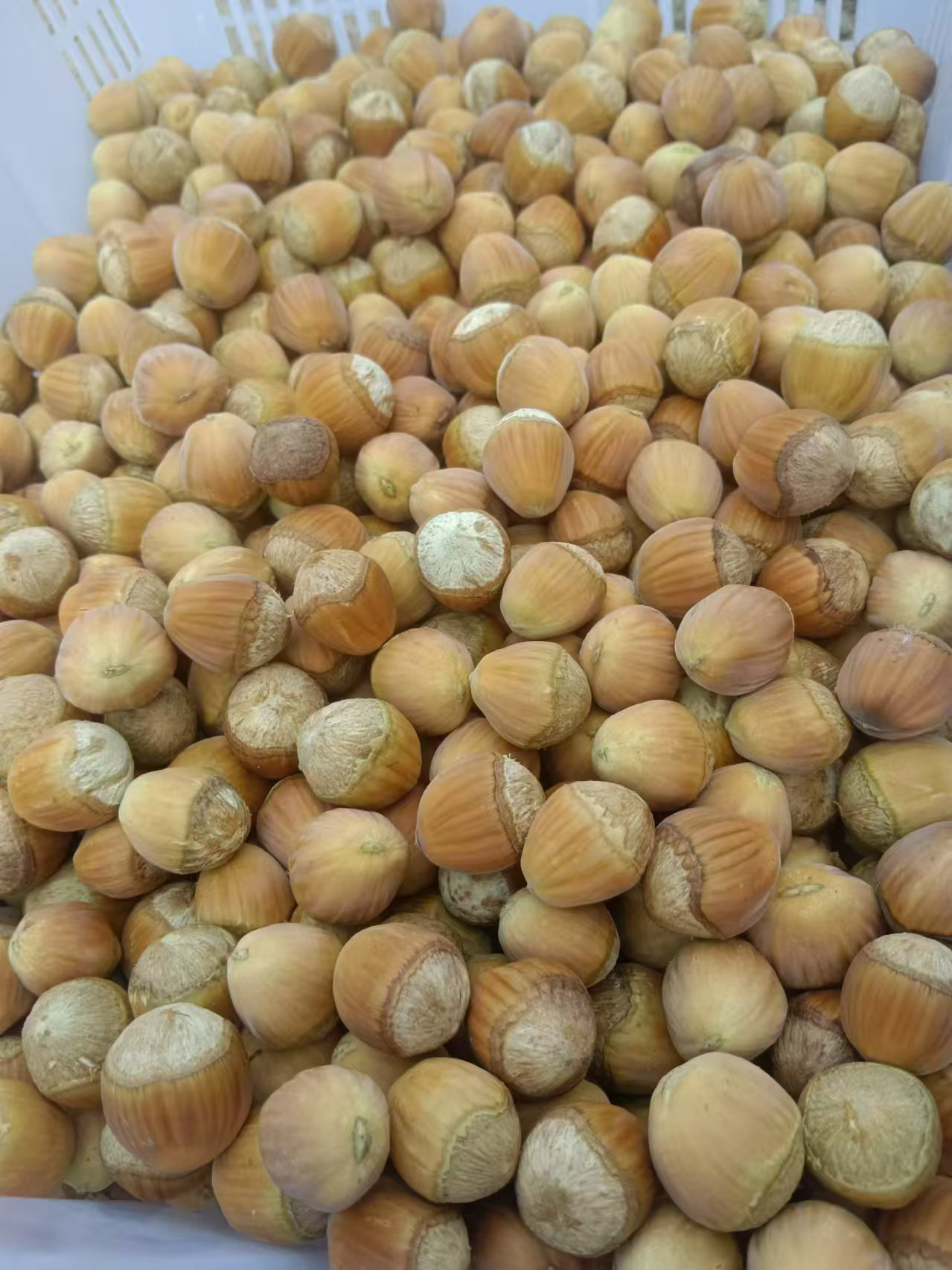 辽宁绿色大榛子，2025生果，杂果