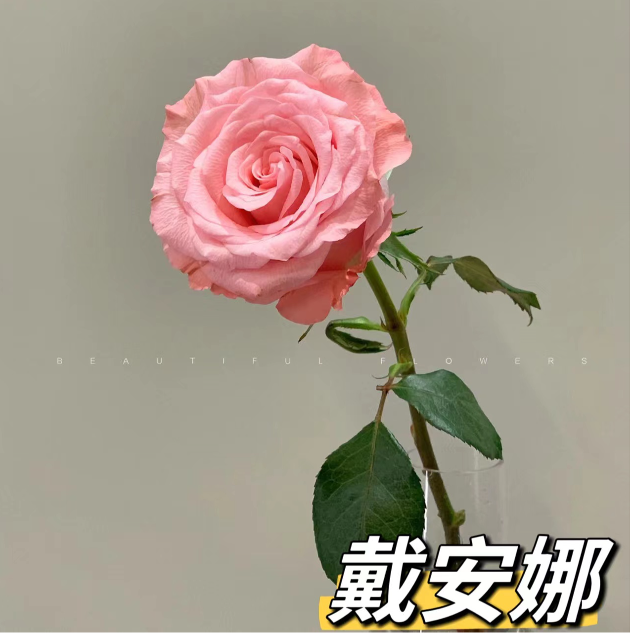 『戴安娜玫瑰』家居养花 单头玫瑰 全场任意满两单及以上鲜花 同城包邮