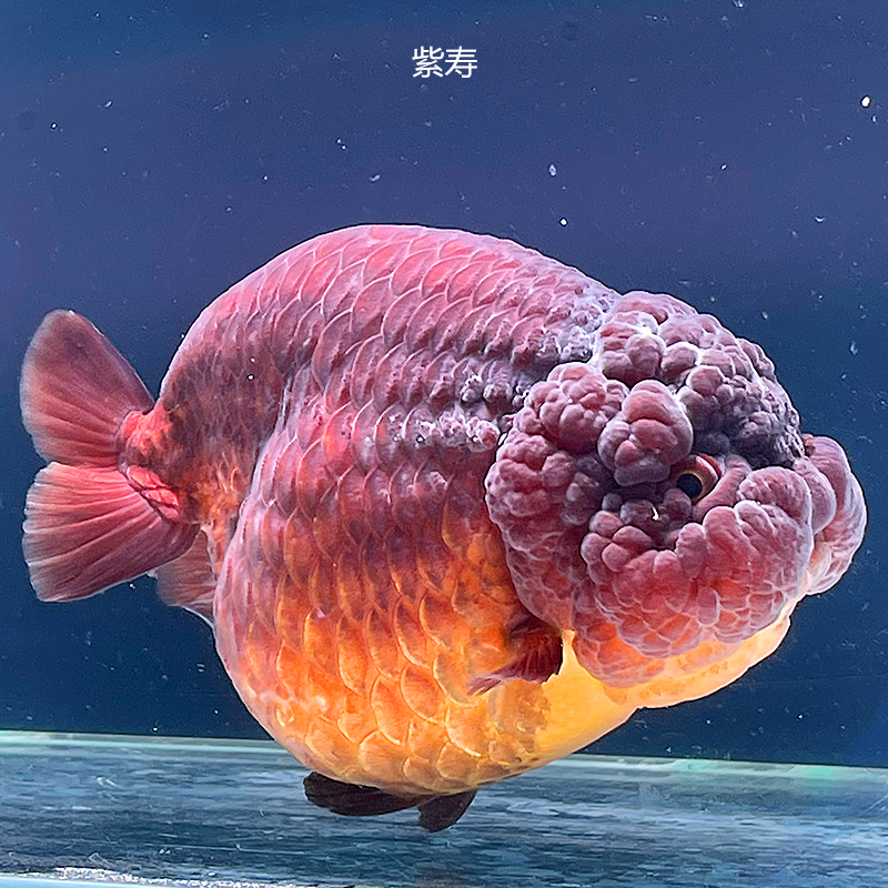 （不包邮）兰寿萌萌的娃娃脸淡水兰寿金鱼泰狮珍珠水族2号观赏鱼