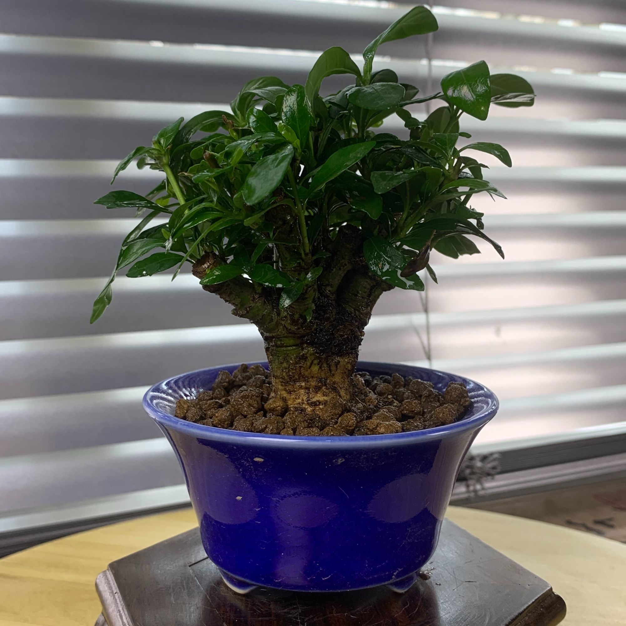 精品栀子花盆景  一物一拍