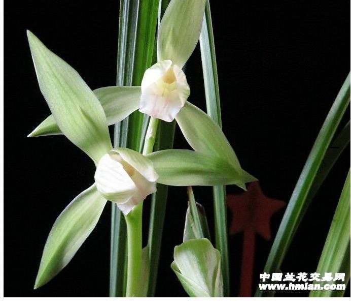 银杆素边艺商品苗（单苗 若实际不为单苗 请添加购买数量)