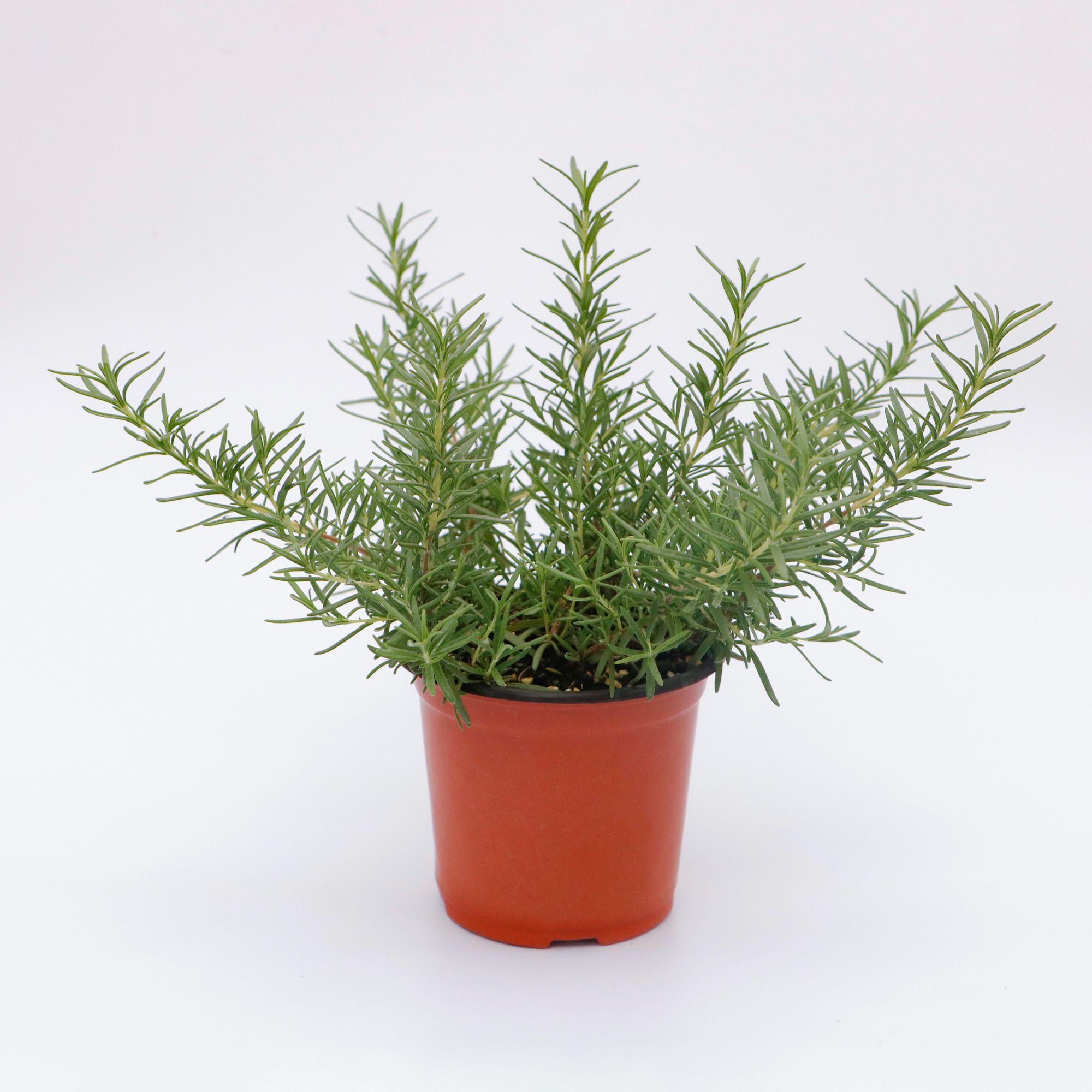 迷迭香盆栽，甜中带苦，风味独特！