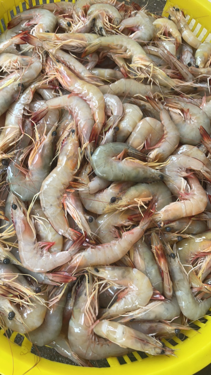 野生明虾野生海虾顺丰发货每斤20个以内