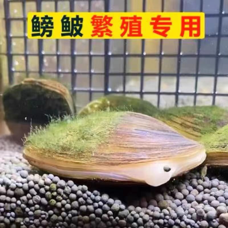 鳑鲏鱼繁殖用河蚌鲜美七彩净化水质观赏特大旁皮鱼
