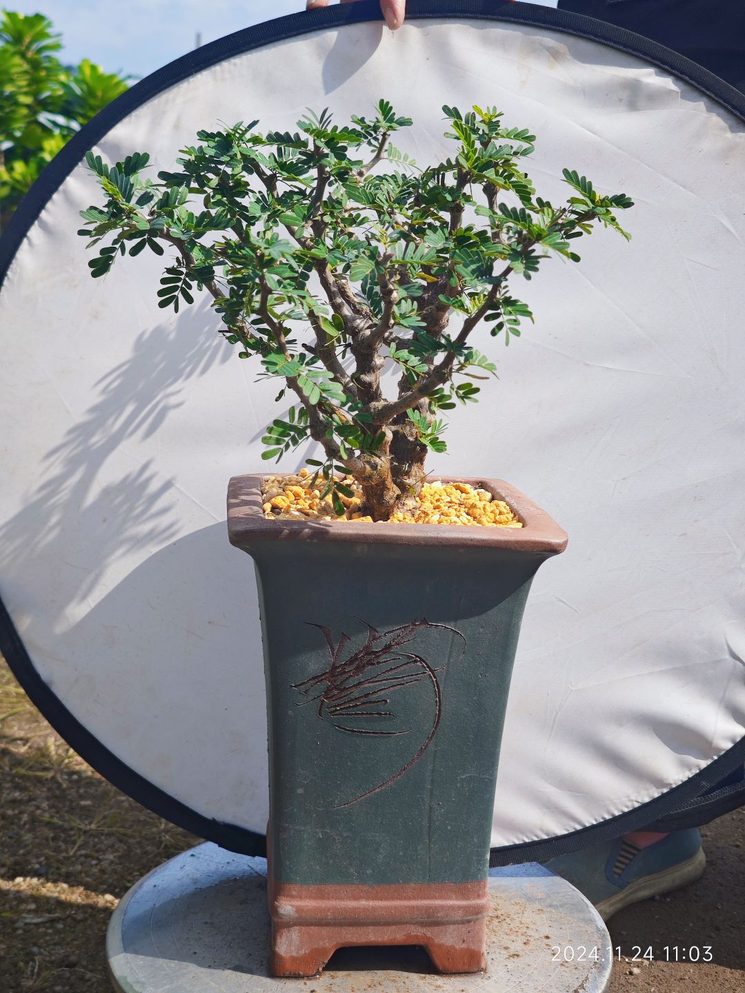 沙漠苏木自然景观实生根老桩小树桩含基地原黑加仑盆发货开小黄花