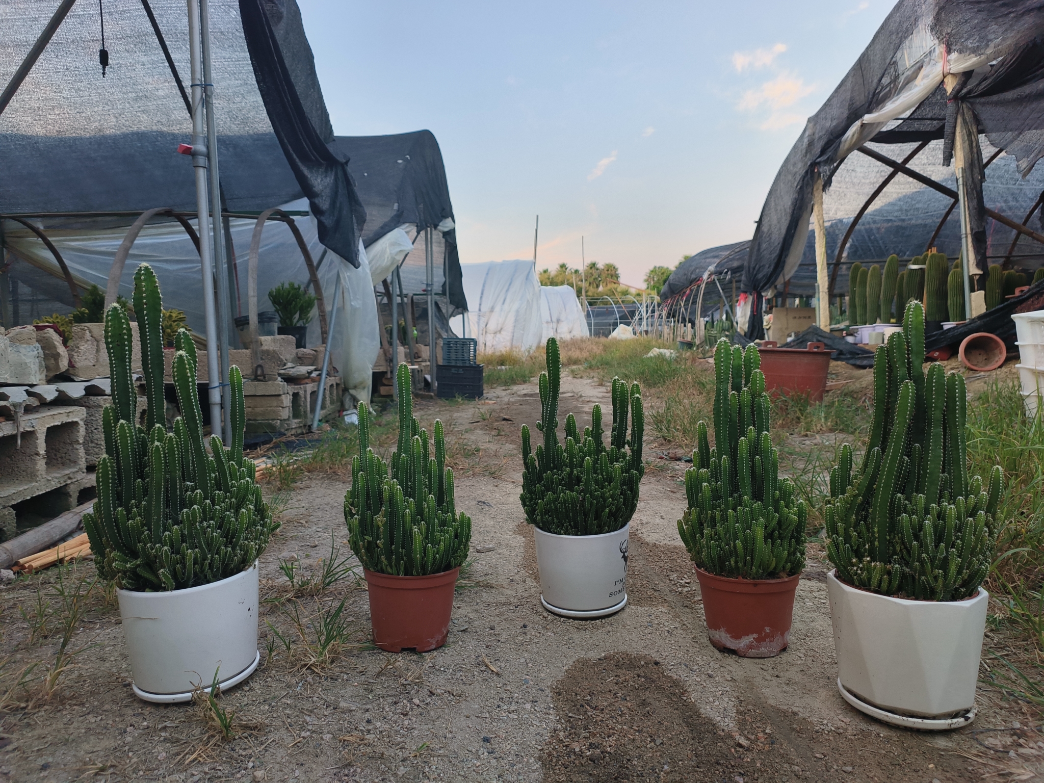万重山多肉植物大盆仙人掌好养易活美观阳台绿植盆栽裸根发货
