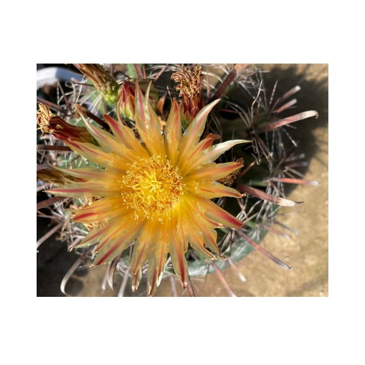 巨鸠玉实生大球脱土发货开花效果如图状态很美阳台庭院养护