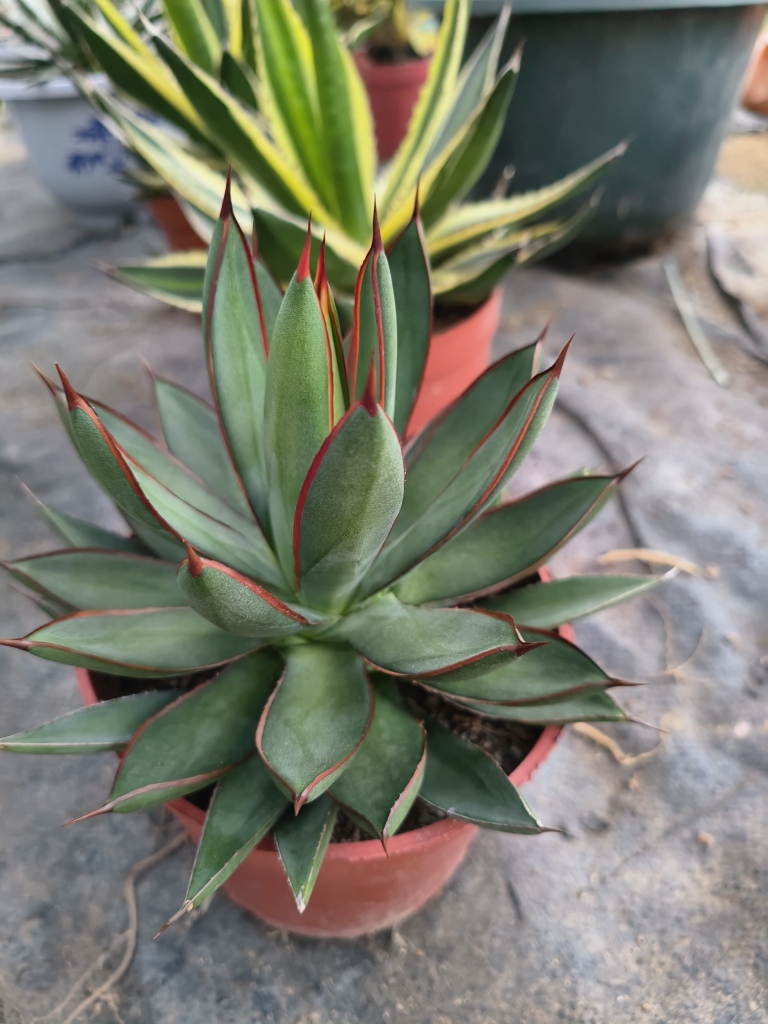 龙舌兰陇雷庭院绿植脱土发货