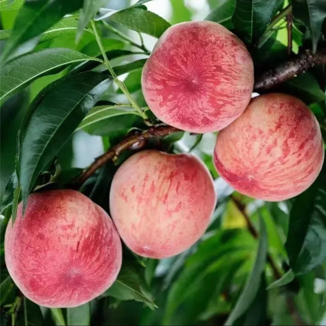 嫁接桃树苗特大新品种桃树苗冬桃树苗盆栽地栽苗南北方种植果树苗