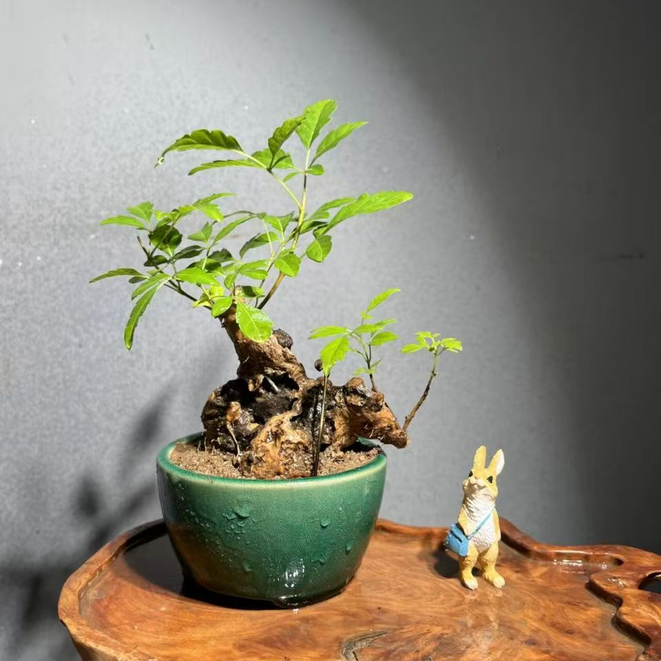 黄荆老桩盆景 直播间一物一拍 好种易活 耐寒耐冻 新手小白练手 