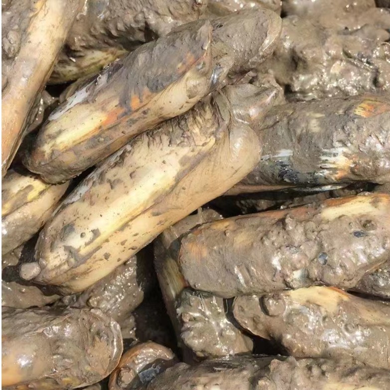 正宗宁海长街蛏子带泥双头蛏子2000g