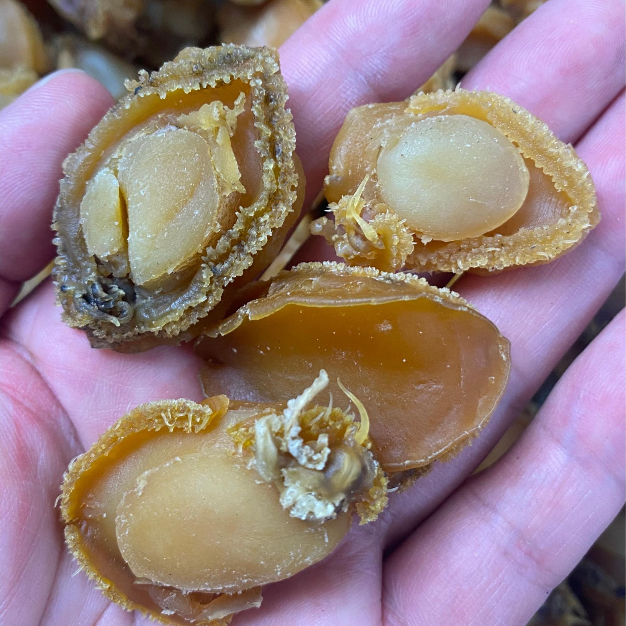 【瑕疵款】鲍鱼干货海产鲜淡干晒鲍鱼干250g/500g