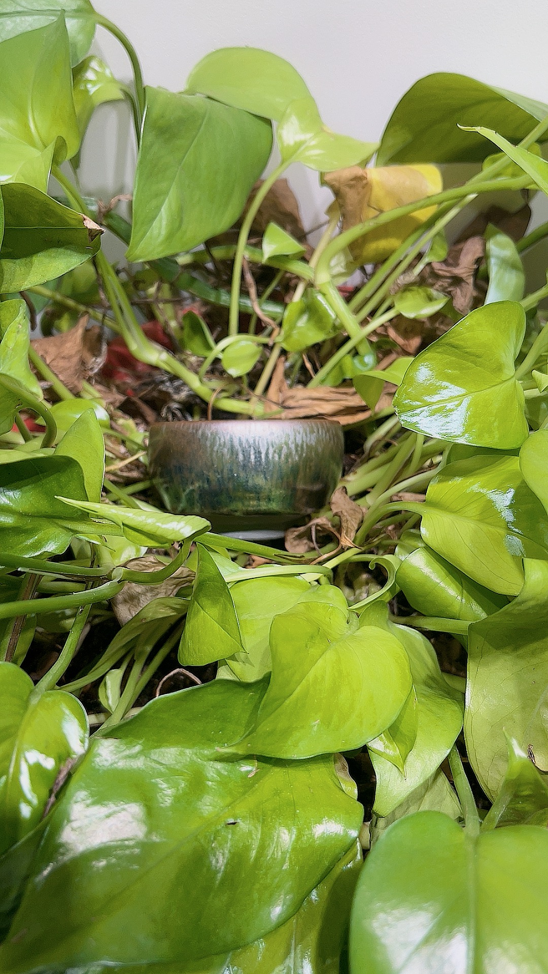 （小陈茶器粉丝专属）差价连接