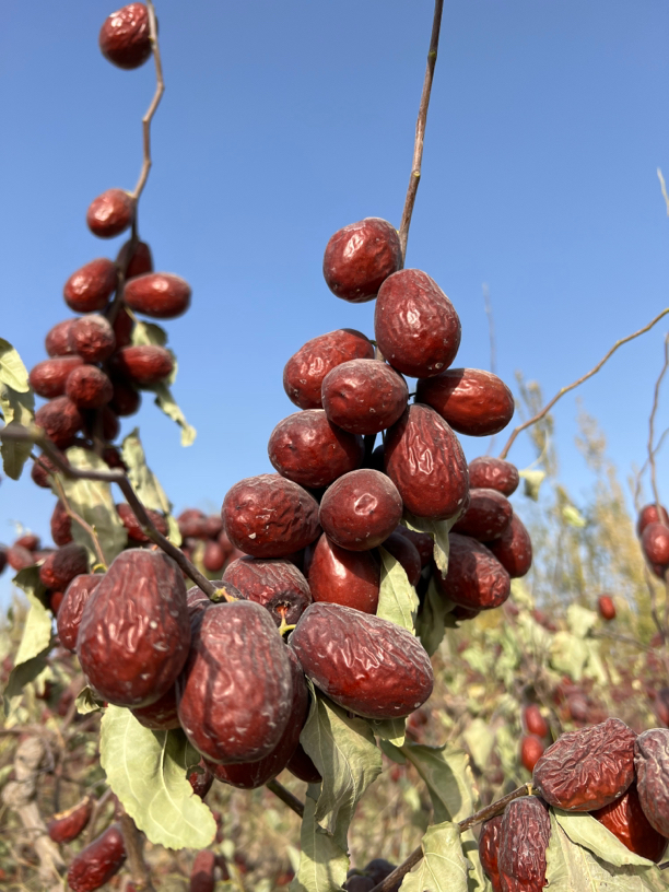 和田大枣二级枣无水洗带土带沙（3.5-4.0厘米）