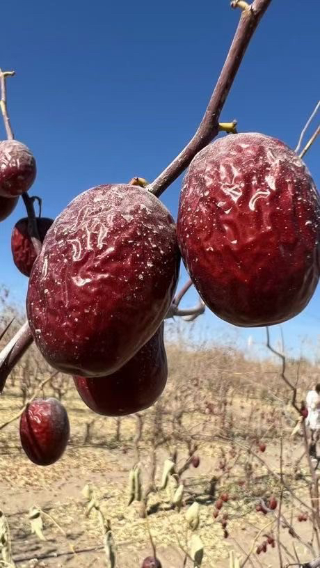 原生态沙漠特级一级灰枣混合果带土带沙不清洗