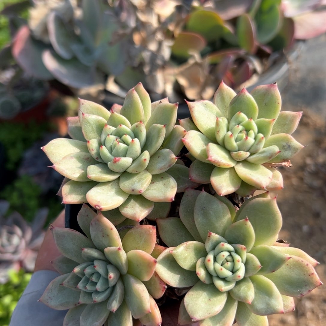 多肉植物多肉植物