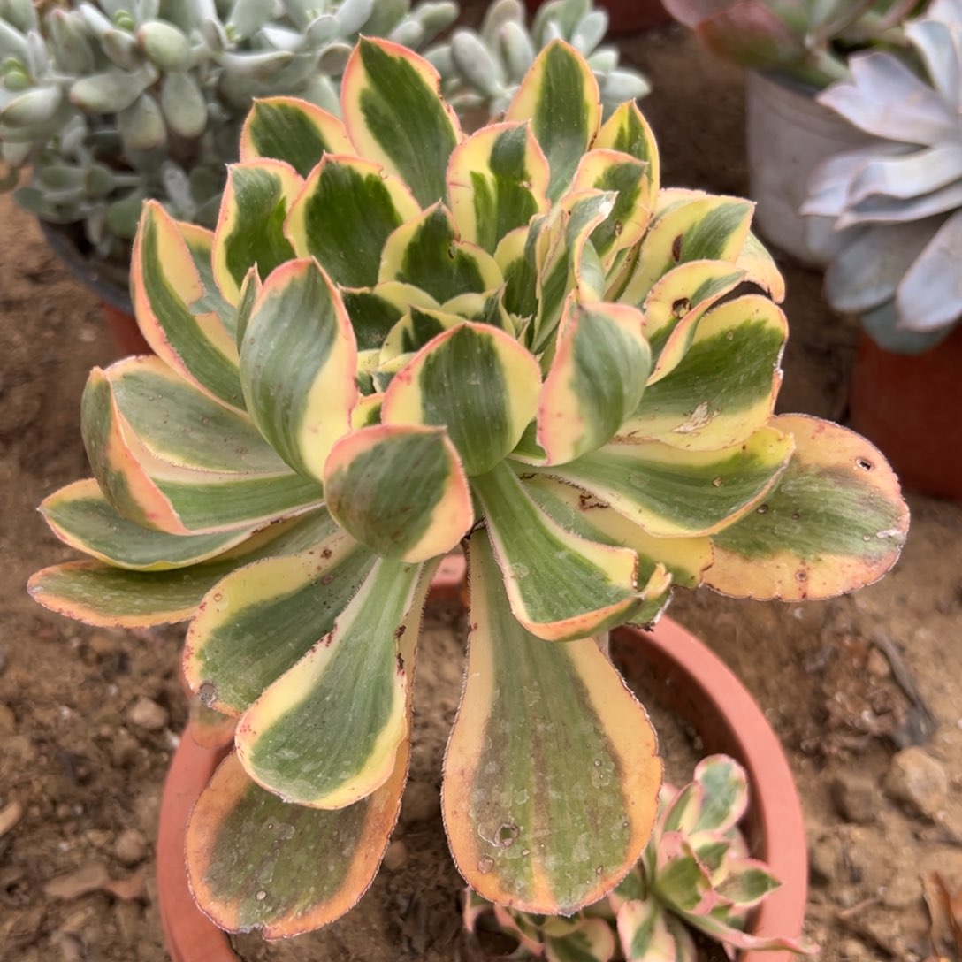 燕姿锦老庄多肉植物