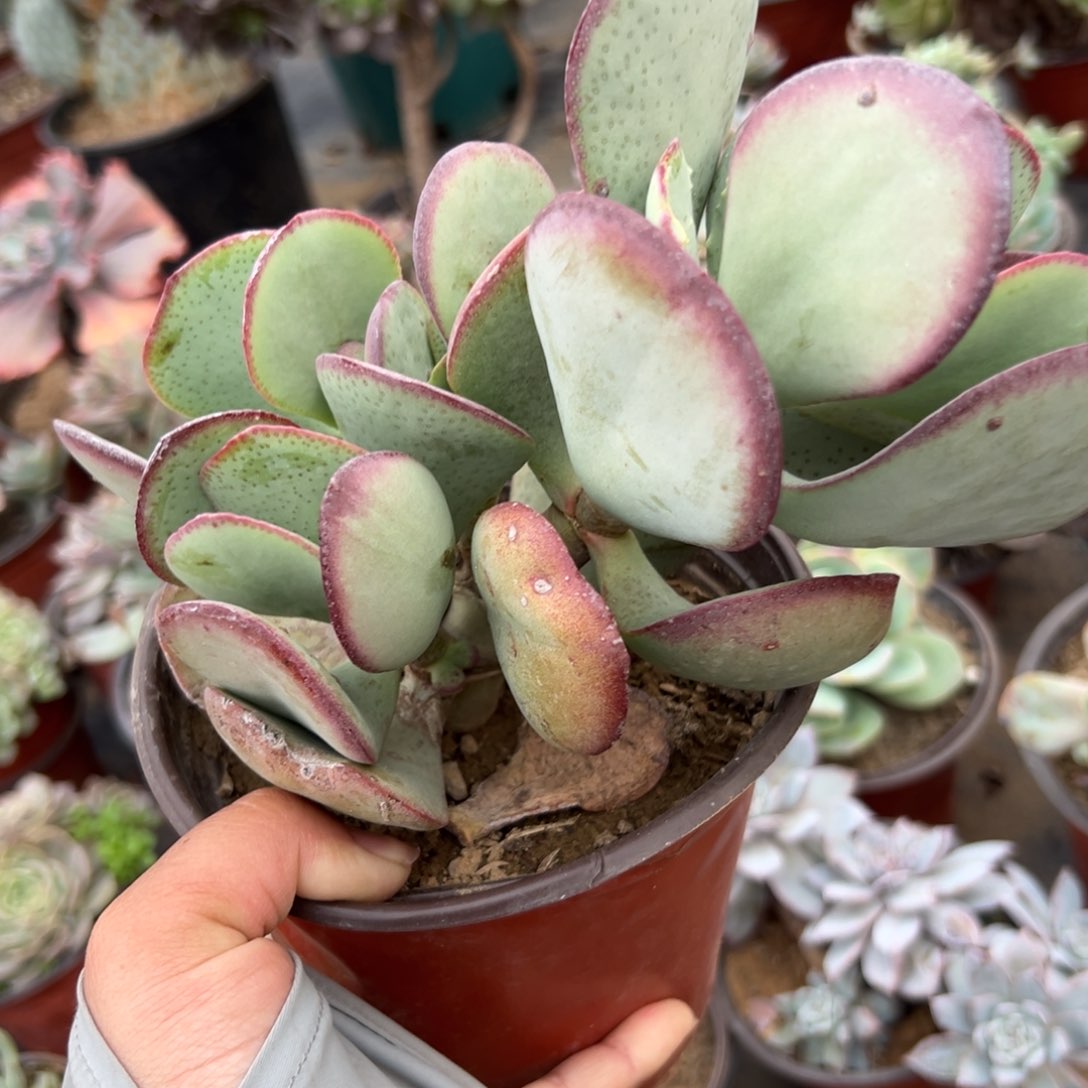 蓝鸟花月多肉植物