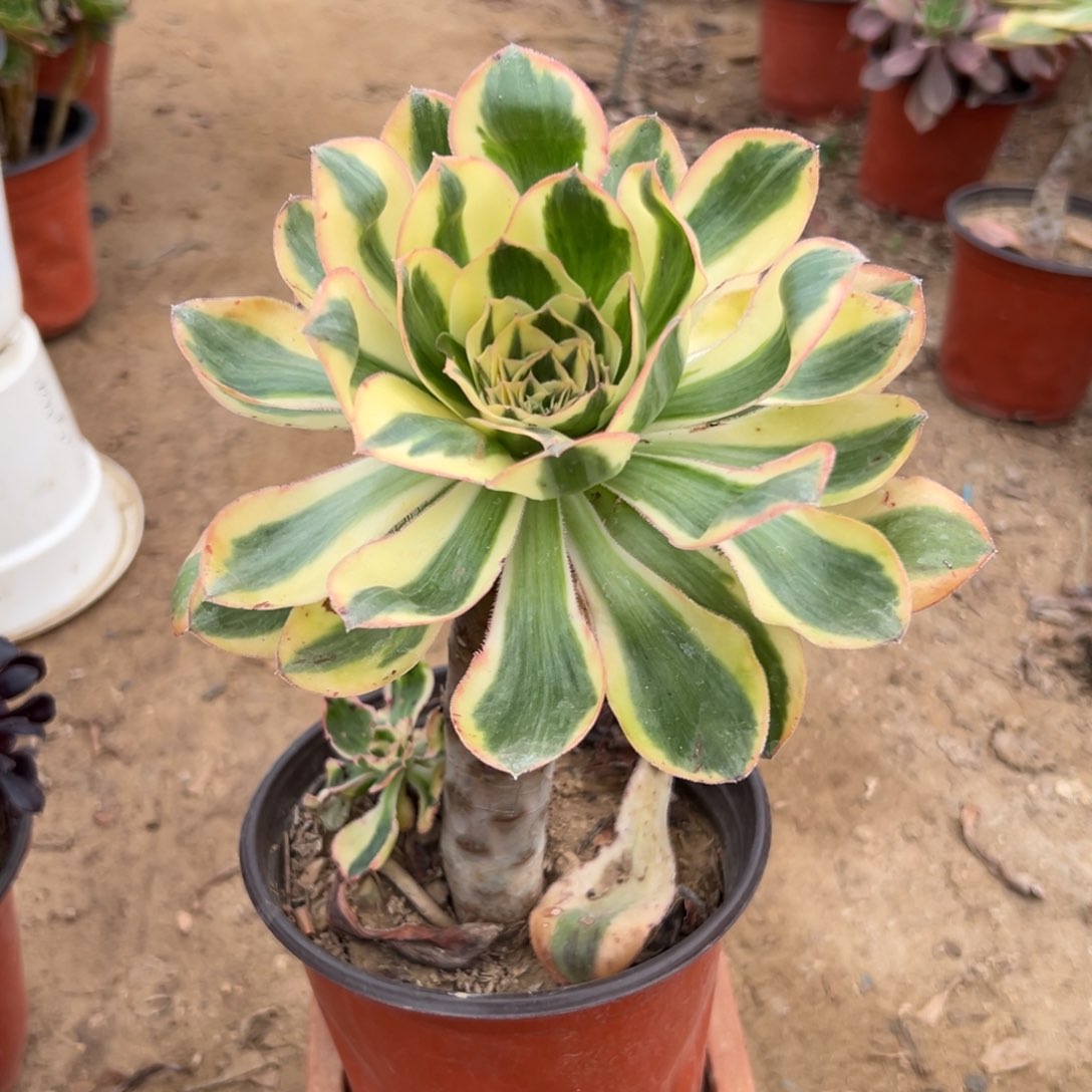 多肉植物福利燕姿