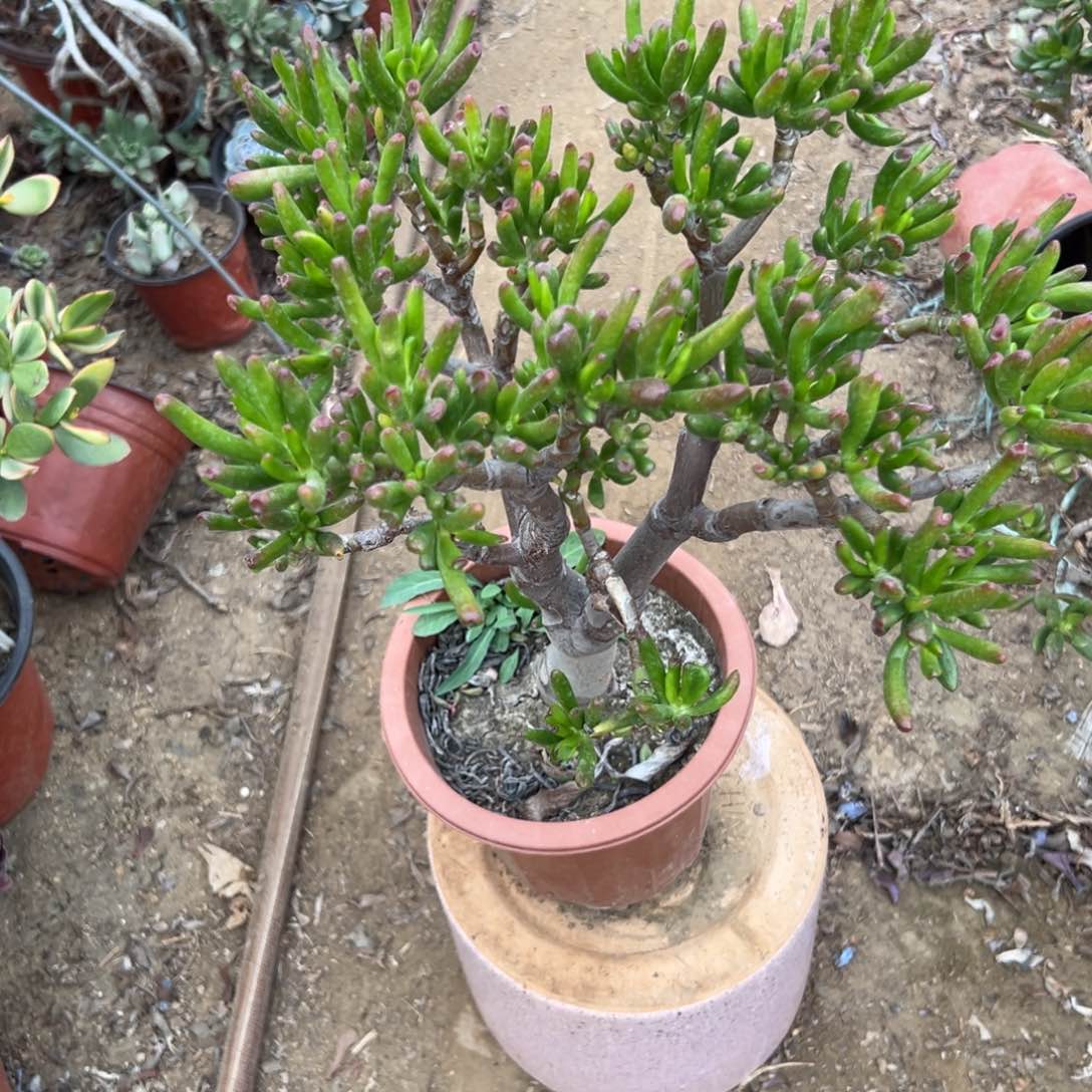 吸财树老庄多肉植物