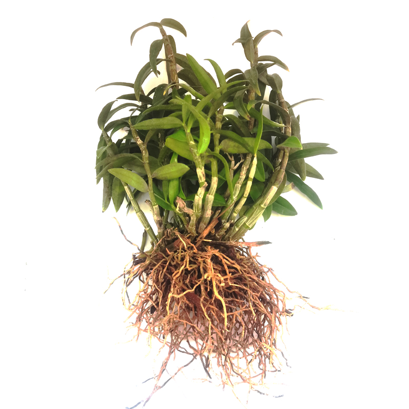 正宗雁荡山铁皮石斛苗可食用石斛苗室内室外都可种植绿植盆栽