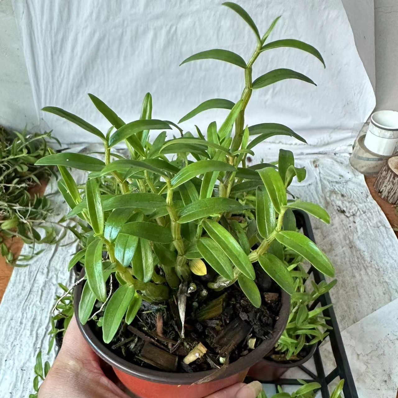 霍山米斛苗石斛盆栽木柱米斛苗可食用基地直发米斛带盆发货