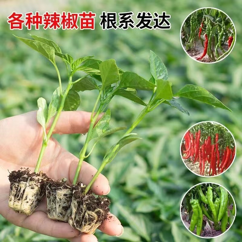 辣椒秧苗带土发货盆栽地栽朝天椒薄皮椒高产易存活