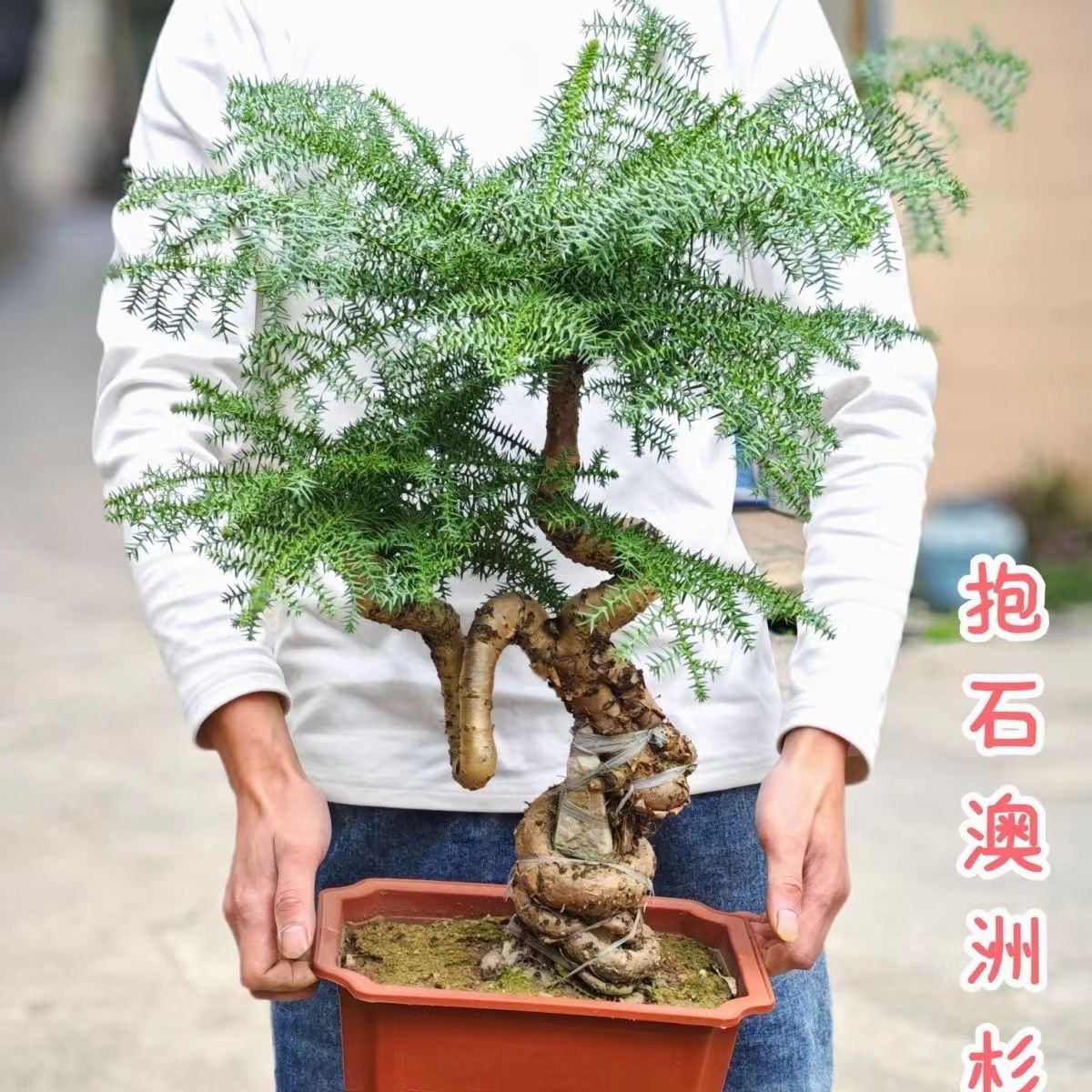 澳洲杉盆景盆栽室内植物小客厅办公室不老松澳洲杉大型老桩四季