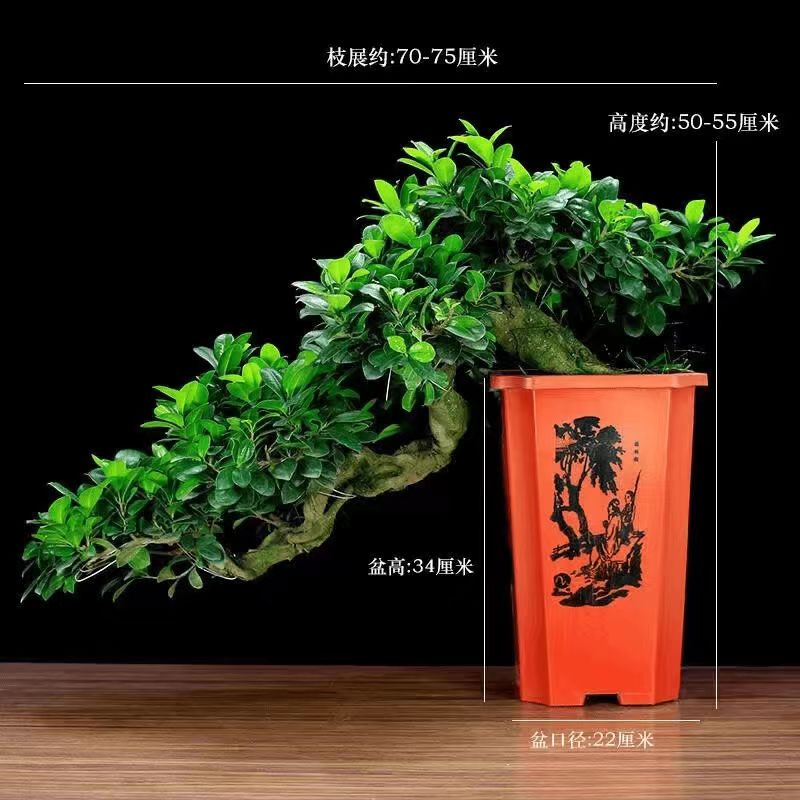 金钱榕树盆景老桩小叶榕苗木造型盆栽人参榕大叶易活提根绿植大树