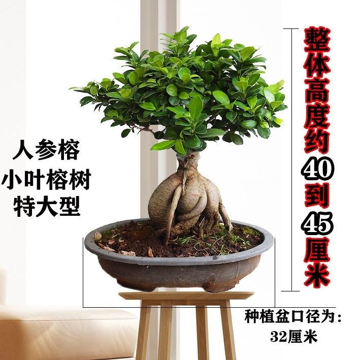 造型小叶榕树客厅办公室绿植盆栽金钱榕树141349榕树盆景四季大型