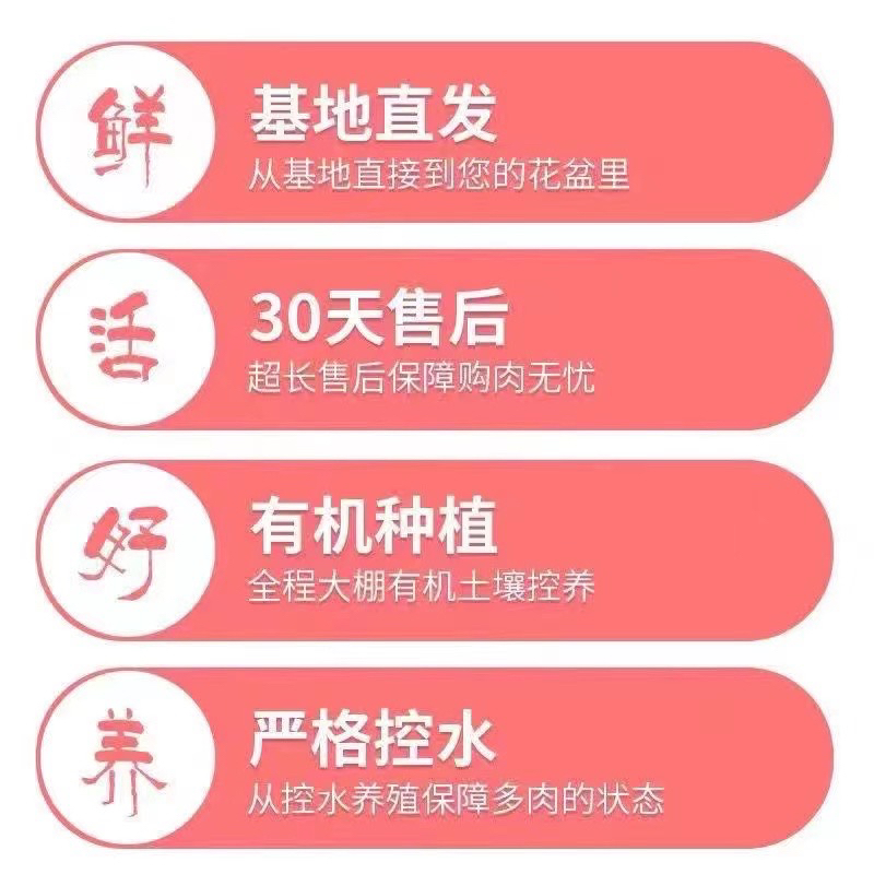 （美杏锦）整桩老桩飘枝妖装法师缀化单头捧花整群盆栽盆景多
