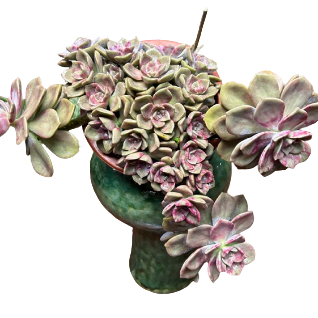 眼镜多肉（大悬崖紫乐）老桩飘枝盆栽盆景多肉