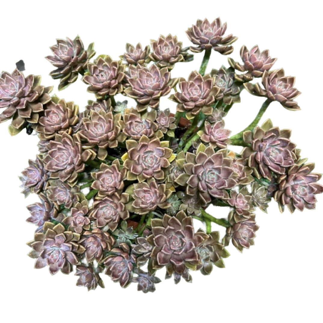 眼镜多肉（妖装阿伦陪）老桩飘枝盆栽盆景多肉