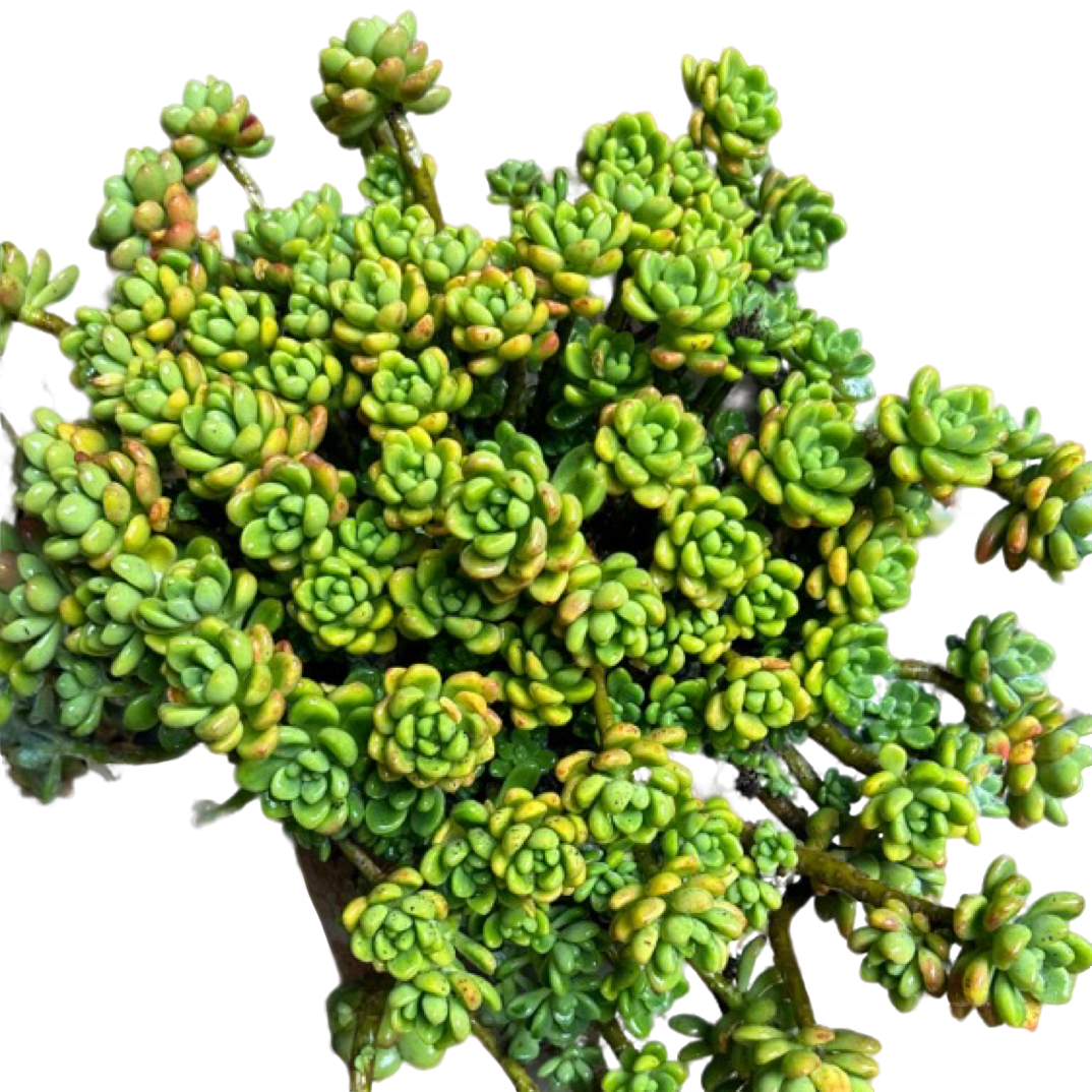 （飘枝劳尔）整装老桩飘枝盆栽盆景多肉